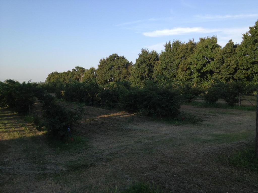 Societa Agricola Le More Agriturismo La Dondina Budrio  Extérieur photo